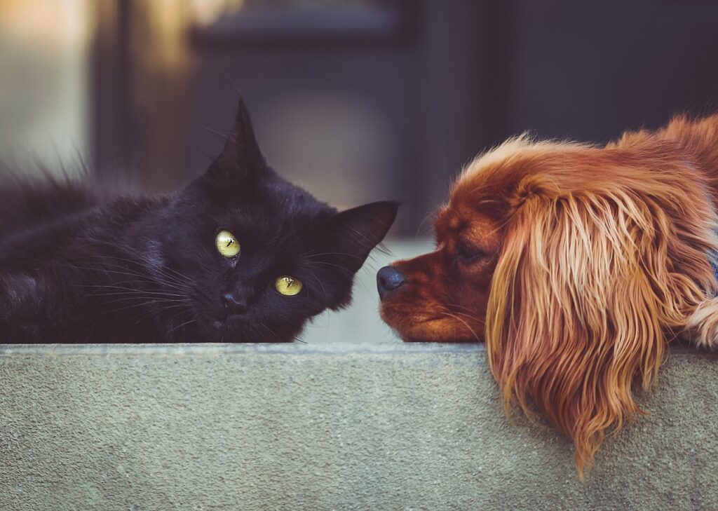 Dog and Cat at the Vet