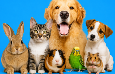 Pet Care Salvia